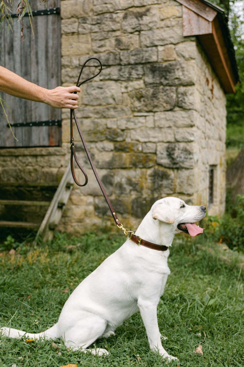 Clayton Crume Leather Dog Leads EDIT 20