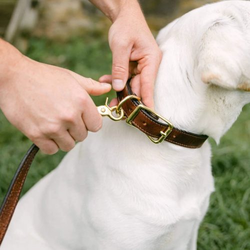 Clayton Crume Leather Dog Leads Top Images 20