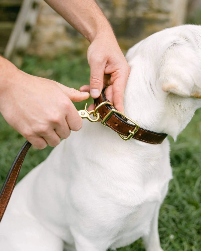 Clayton Crume Leather Dog Leads Top Images 20